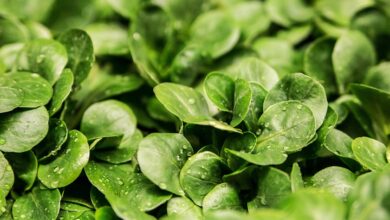 lettuce, leaves, nature, vegetable, lambs lettuce, corn salad, greenery, foliage, plants, flora, garden, closeup, lettuce, lettuce, lettuce, vegetable, vegetable, vegetable, vegetable, vegetable, garden, garden, garden