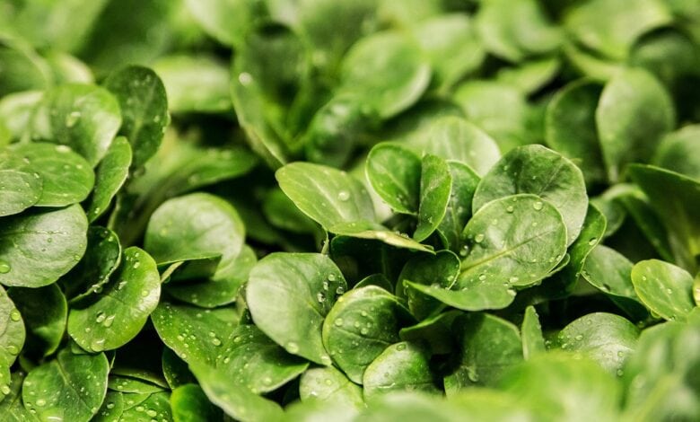 lettuce, leaves, nature, vegetable, lambs lettuce, corn salad, greenery, foliage, plants, flora, garden, closeup, lettuce, lettuce, lettuce, vegetable, vegetable, vegetable, vegetable, vegetable, garden, garden, garden