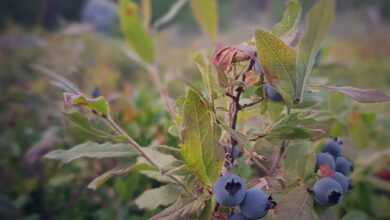 blueberries, blueberry bush, berry picking