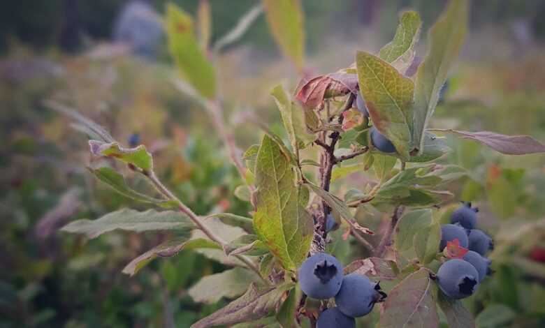 blueberries, blueberry bush, berry picking