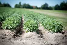 agriculture, potato, crop, field, plant, earth, potato cultivation, fields, food, potato plant, series, furrow, soil, arable crop, potatoes, crop plant, field crop, nature, tuber, nourishment