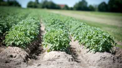 agriculture, potato, crop, field, plant, earth, potato cultivation, fields, food, potato plant, series, furrow, soil, arable crop, potatoes, crop plant, field crop, nature, tuber, nourishment