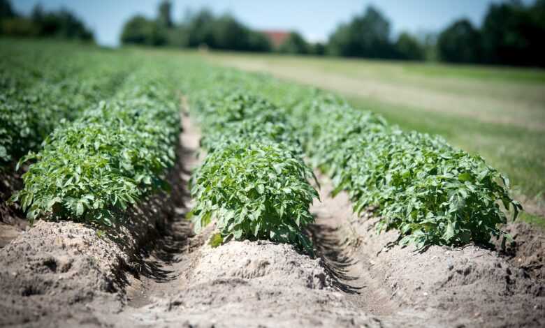 agriculture, potato, crop, field, plant, earth, potato cultivation, fields, food, potato plant, series, furrow, soil, arable crop, potatoes, crop plant, field crop, nature, tuber, nourishment
