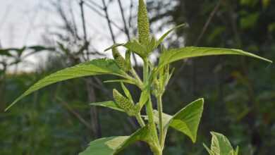 amaranth, seed, food, plant, nature, medicinal, protein, healthy, superfood, green medicine, amaranth, amaranth, amaranth, amaranth, amaranth