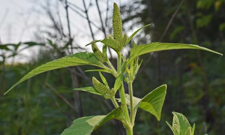 amaranth, seed, food, plant, nature, medicinal, protein, healthy, superfood, green medicine, amaranth, amaranth, amaranth, amaranth, amaranth