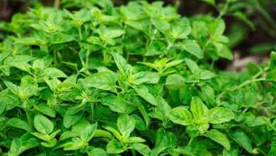 oregano, leaves, herbs