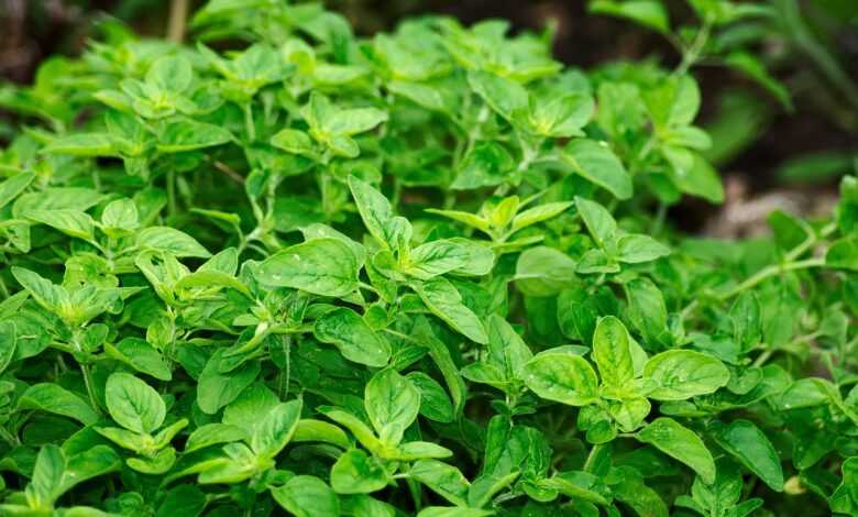 oregano, leaves, herbs