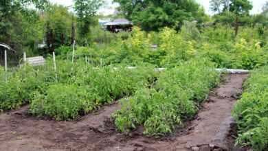 country house, vegetable garden, tomatoes