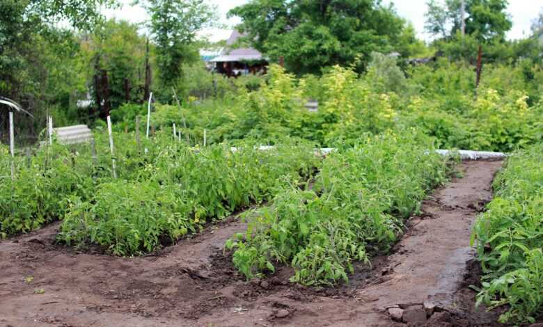 country house, vegetable garden, tomatoes