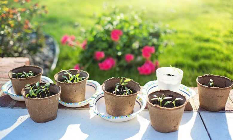 seedlings, planting, gardening