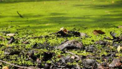 nature, pond, green, water, fall, organic matter, autumn leaves, foliage, marsh, organic matter, organic matter, organic matter, organic matter, organic matter