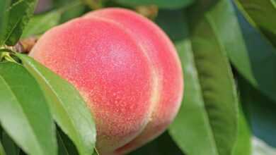 peach, fruit, food, fresh, healthy, ripe, organic, sweet, produce, harvest, nature, leaves, peach tree