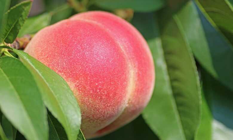 peach, fruit, food, fresh, healthy, ripe, organic, sweet, produce, harvest, nature, leaves, peach tree