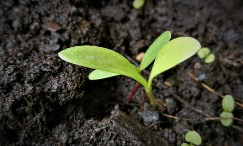 scion, seedling, cotyledons