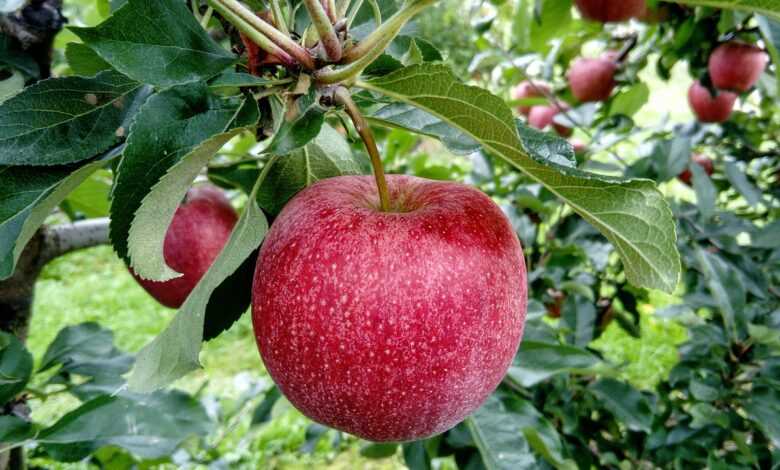 fruit, apple, judiciary