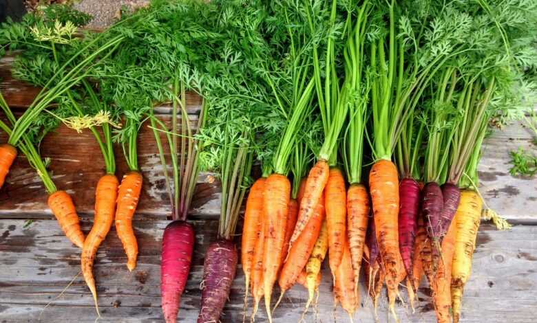 carrot, carrots, produce