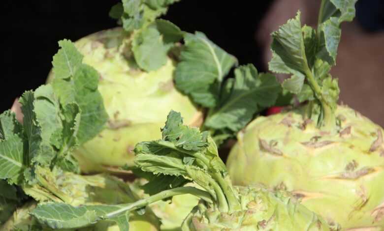 kohlrabi, cabbage, root vegetable