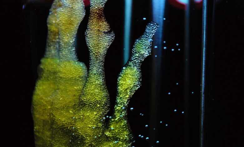 regenerative reliquary, amy karle, stem cell, bioprint, technology, 3-d printing, biology, biodegradable, pegda hydrogel, sculpture, the bioreactor, mesenchymal stem cells, future, donor, construction, mineralization, bone, progress, art, science, aec, aec linz, ars electronica center, ars electronica festival, the ars electronica festival in 2017, bio-art project, project, healing the body, healing bone, impossible, biomedicine, futuristic, emergence of bone, laboratory, emergence, stem cell, stem cell, stem cell, stem cell, stem cell, biodegradable, biodegradable, biodegradable, impossible, biomedicine, biomedicine, biomedicine