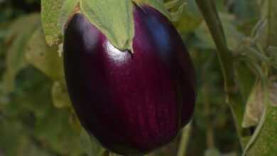 ripe eggplant, eggplant, vegetable, garden, plant, healthy, nature, harvest, purple, colorful