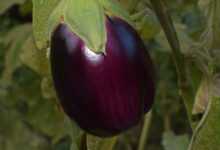 ripe eggplant, eggplant, nature, vegetable, garden, plant, healthy, harvest, purple, colorful