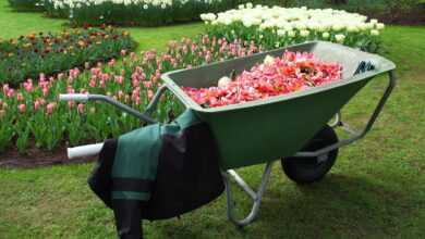 barrow, nature, cart