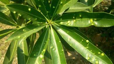 plant, leaves, green