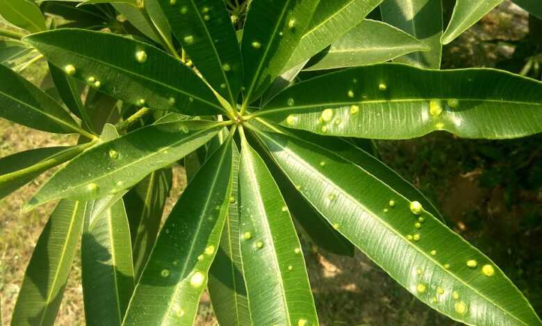 plant, leaves, green