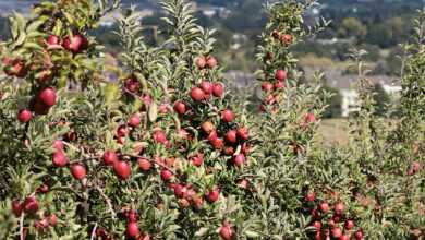 apples, power plant, coal-fired power station