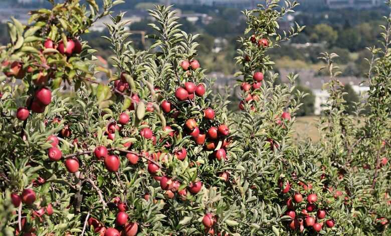 apples, power plant, coal-fired power station