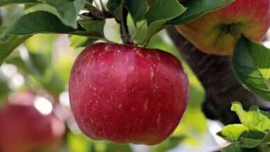 apple, red, red apple, apple plantation, yummy, fruit, vitamins, fresh, nature, healthy, ripe, pome fruit family, apple trees, orchards, trees, fruit trees, fall, harvest, harvested, apple, apple, apple, apple, apple