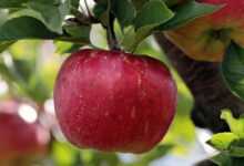 apple, red, red apple, apple plantation, yummy, fruit, vitamins, fresh, nature, healthy, ripe, pome fruit family, apple trees, orchards, trees, fruit trees, fall, harvest, harvested, apple, apple, apple, apple, apple