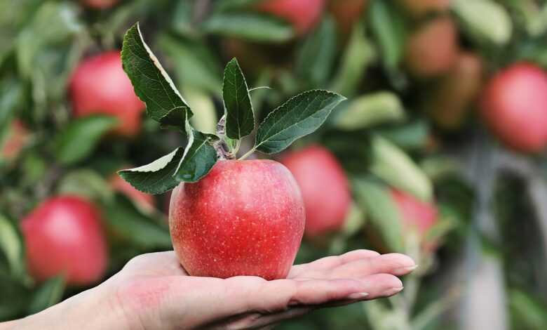 apple, red, hand