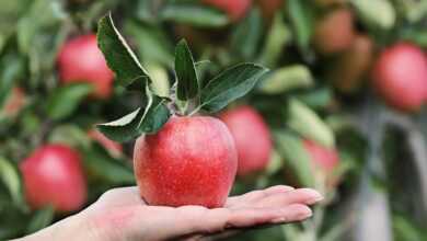 apple, red, hand