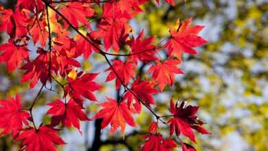 maple leaves, autumn, leaves