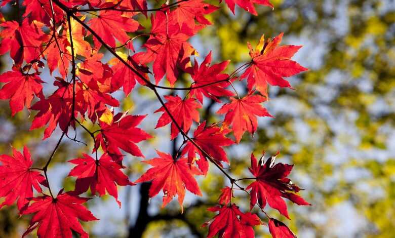 maple leaves, autumn, leaves