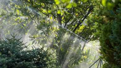 irrigation, magnolia, sprinkler system, hose, backlighting, conifers, fished, nature, water, bright spot mood, the atmosphere, green, lighting mood, irrigation, irrigation, irrigation, irrigation, irrigation, sprinkler system, sprinkler system