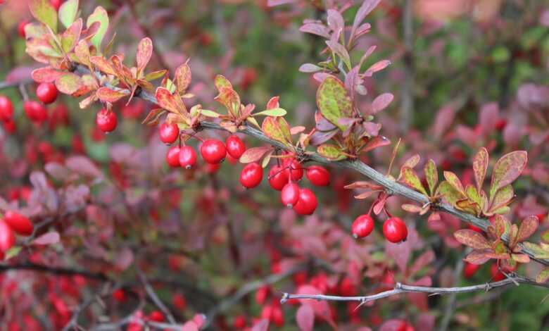 barberry, bush, autumn