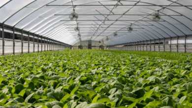 Field of Plants in Greenhouse