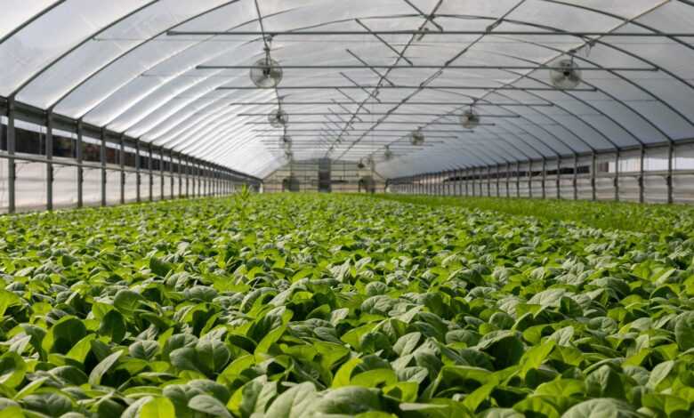 Field of Plants in Greenhouse