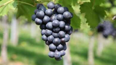 grape, vineyard, wine growing, grape, grape, grape, vineyard, vineyard, vineyard, vineyard, vineyard