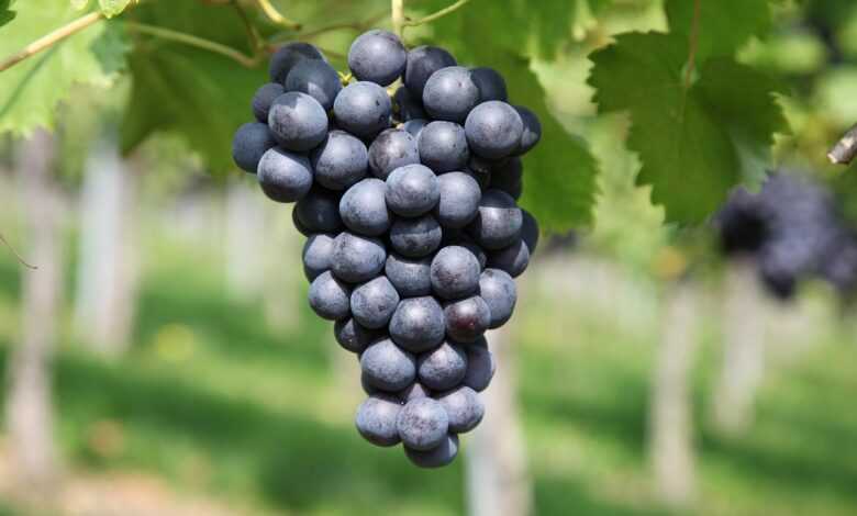 grape, vineyard, wine growing, grape, grape, grape, vineyard, vineyard, vineyard, vineyard, vineyard