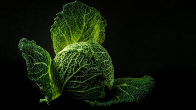 vegetable, cabbage, green, food, fresh, raw, leaves, green food, green vegetable, green leaves, healthy, nature, black background, food photography