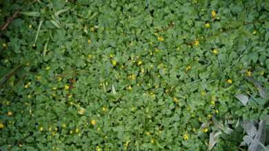 green leafed plants