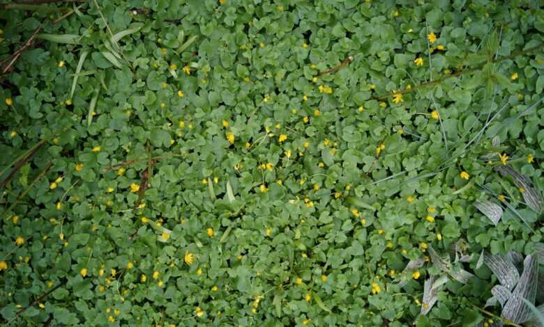 green leafed plants