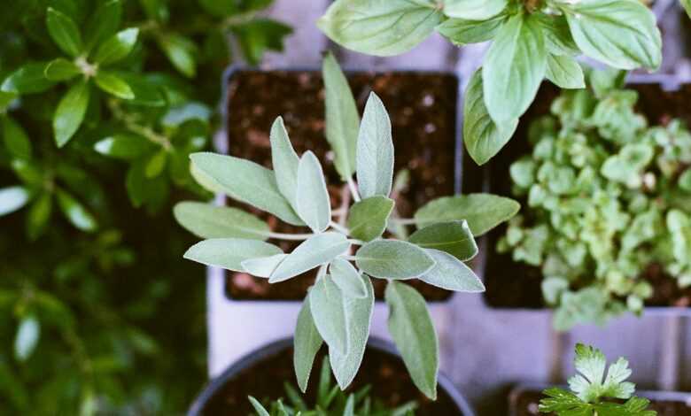 shallow focus photography of green leafed plant