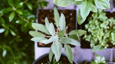 shallow focus photography of green leafed plant