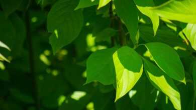 green leaves in macro lens