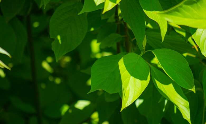 green leaves in macro lens