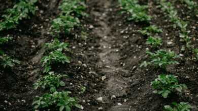 green plants on brown soil