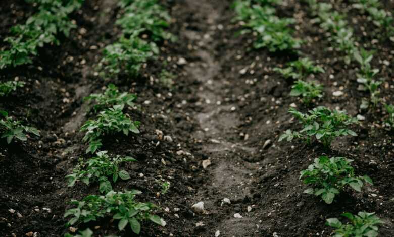 green plants on brown soil